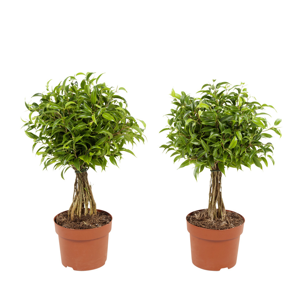 Dagaanbieding - Ficus Treurvijg, set van 2 stuks dagelijkse koopjes